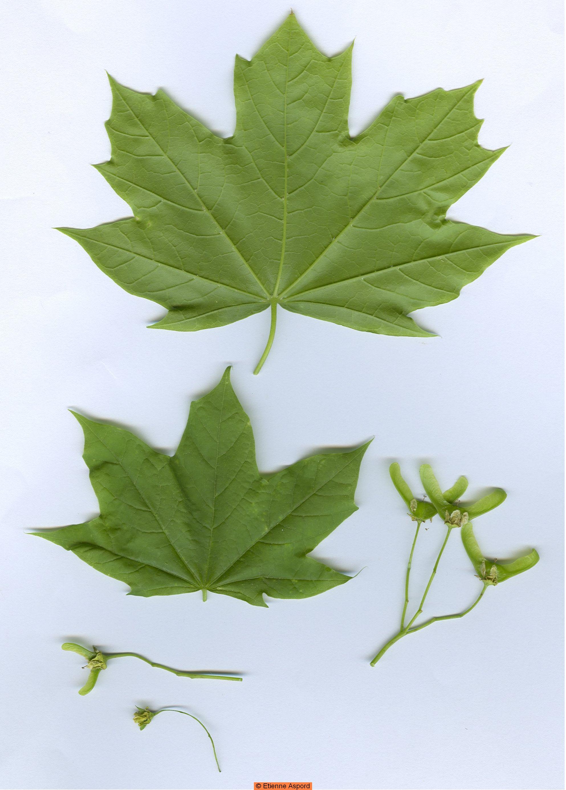 acer-platanoides