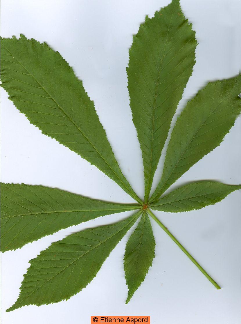 Aesculus hippocastanum