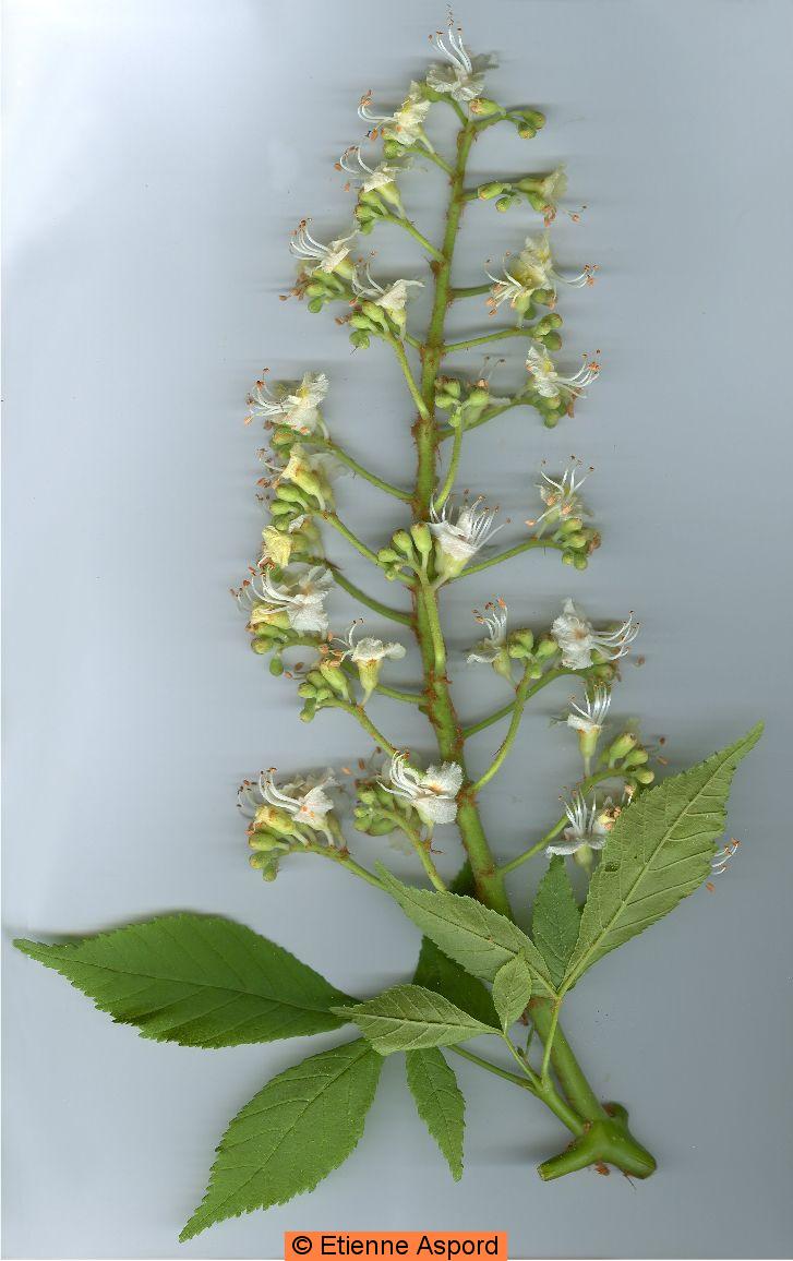 Aesculus hippocastanum
