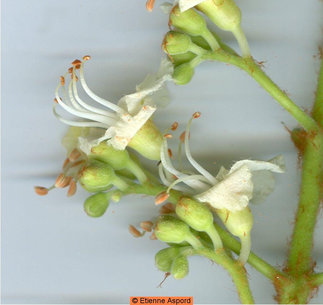 Aesculus hippocastanum