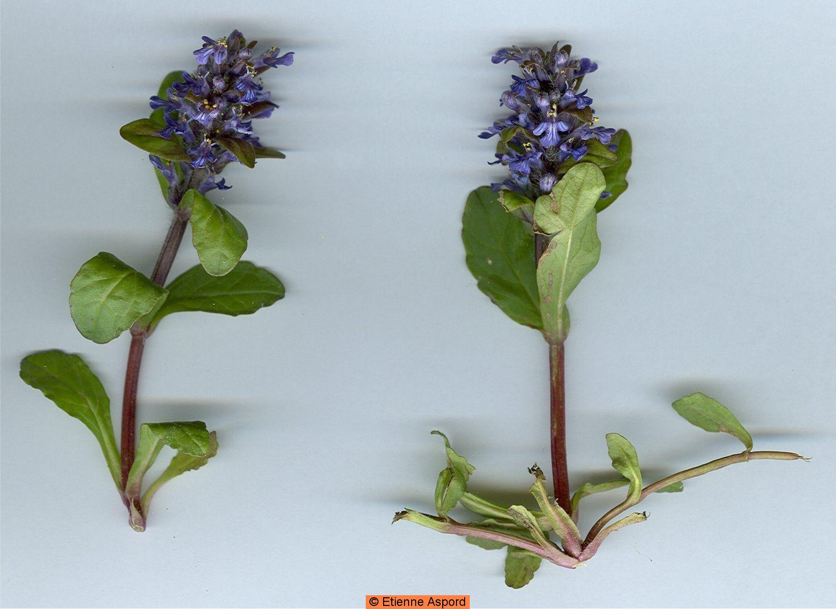 ajuga reptans