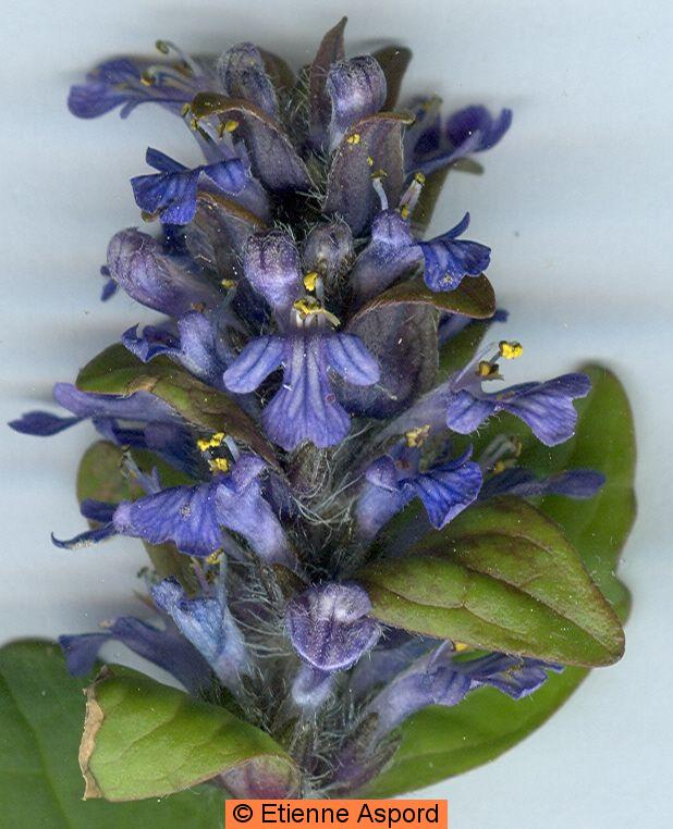 ajuga reptans