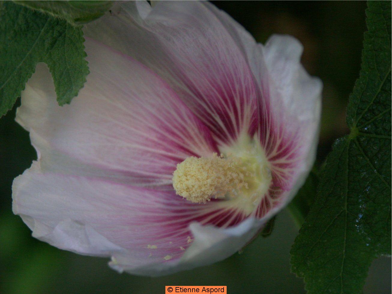 alcea rosea
