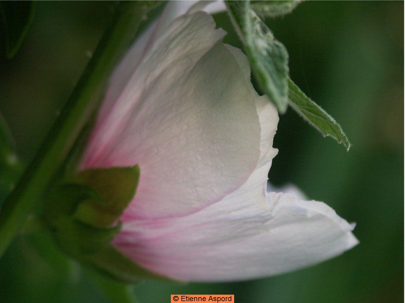 alcea rosea