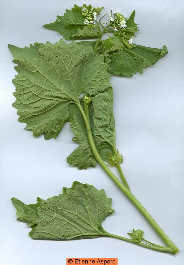 Alliaria petiolataalliaria petiolata