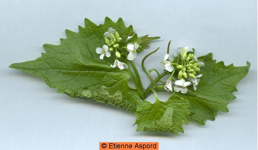 Alliaria petiolataalliaria petiolata