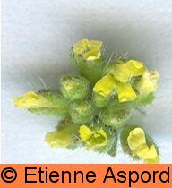 alyssum alyssoides
