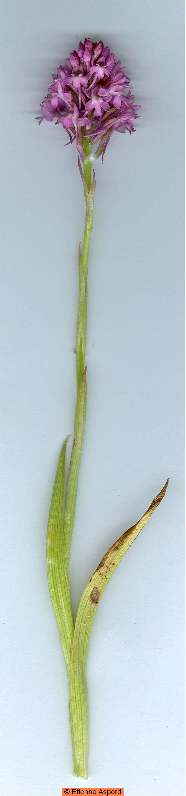 anacamptis pyramidalis