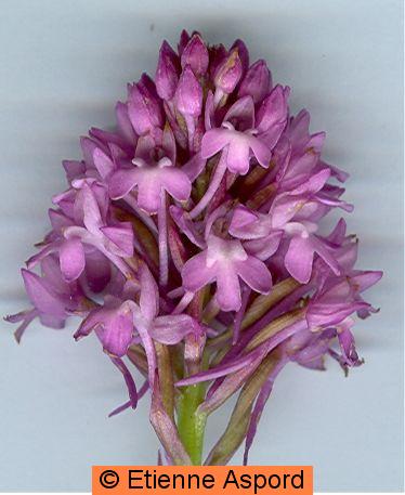 anacamptis pyramidalis