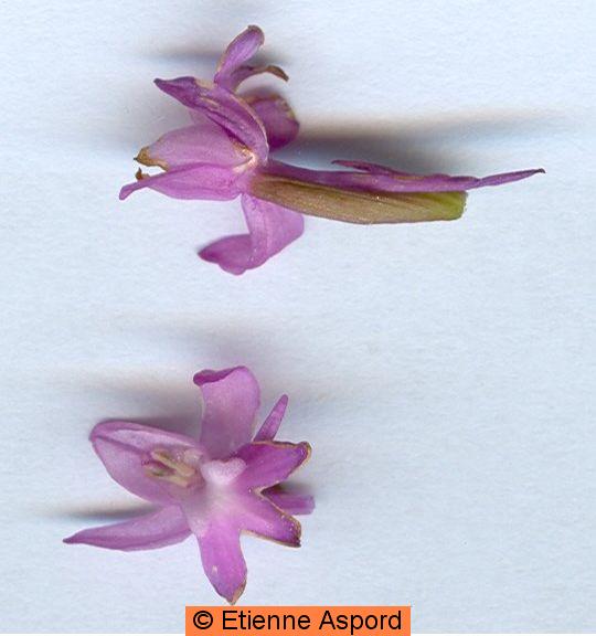anacamptis pyramidalis