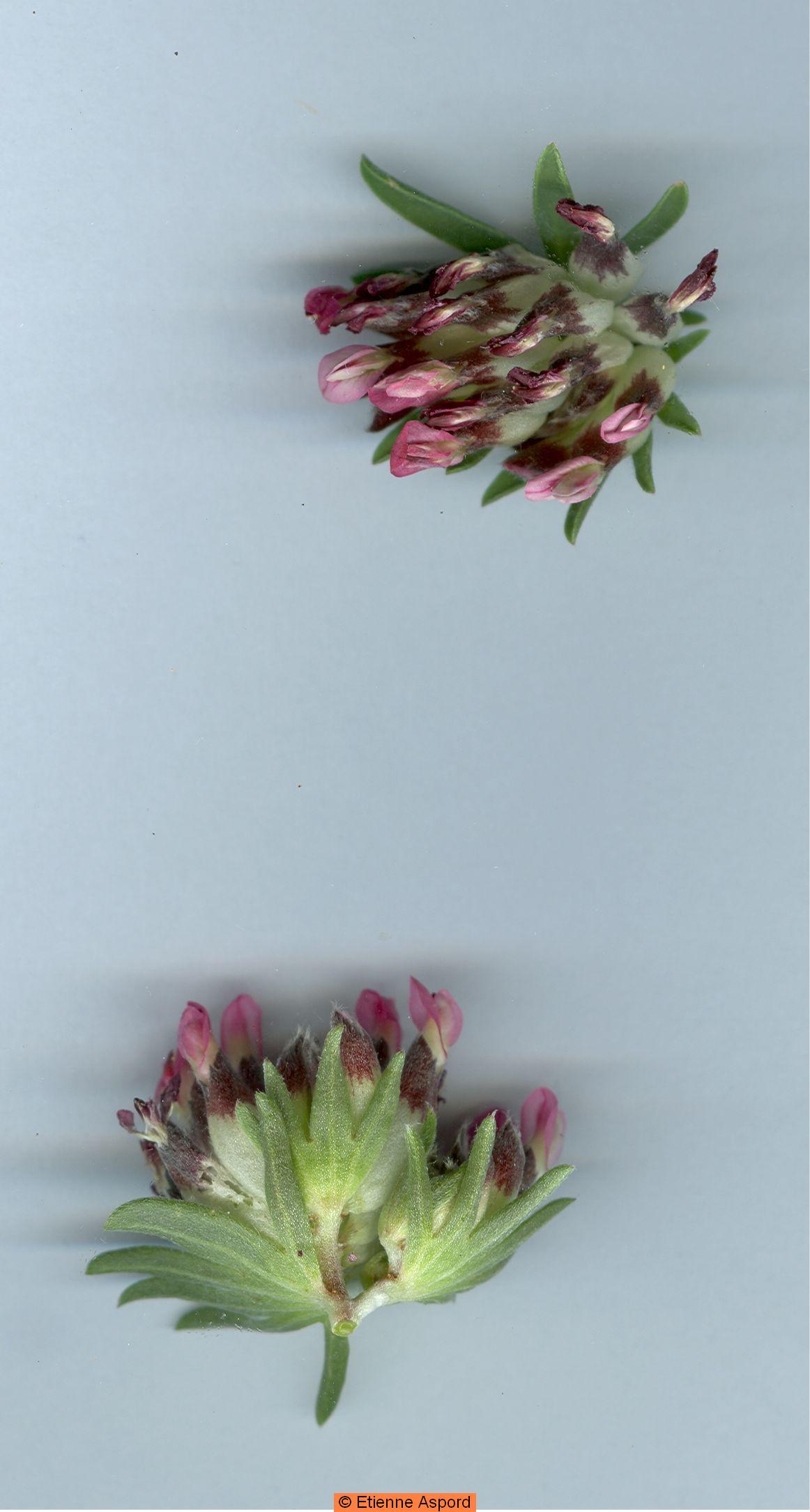 anthyllis vulneraria