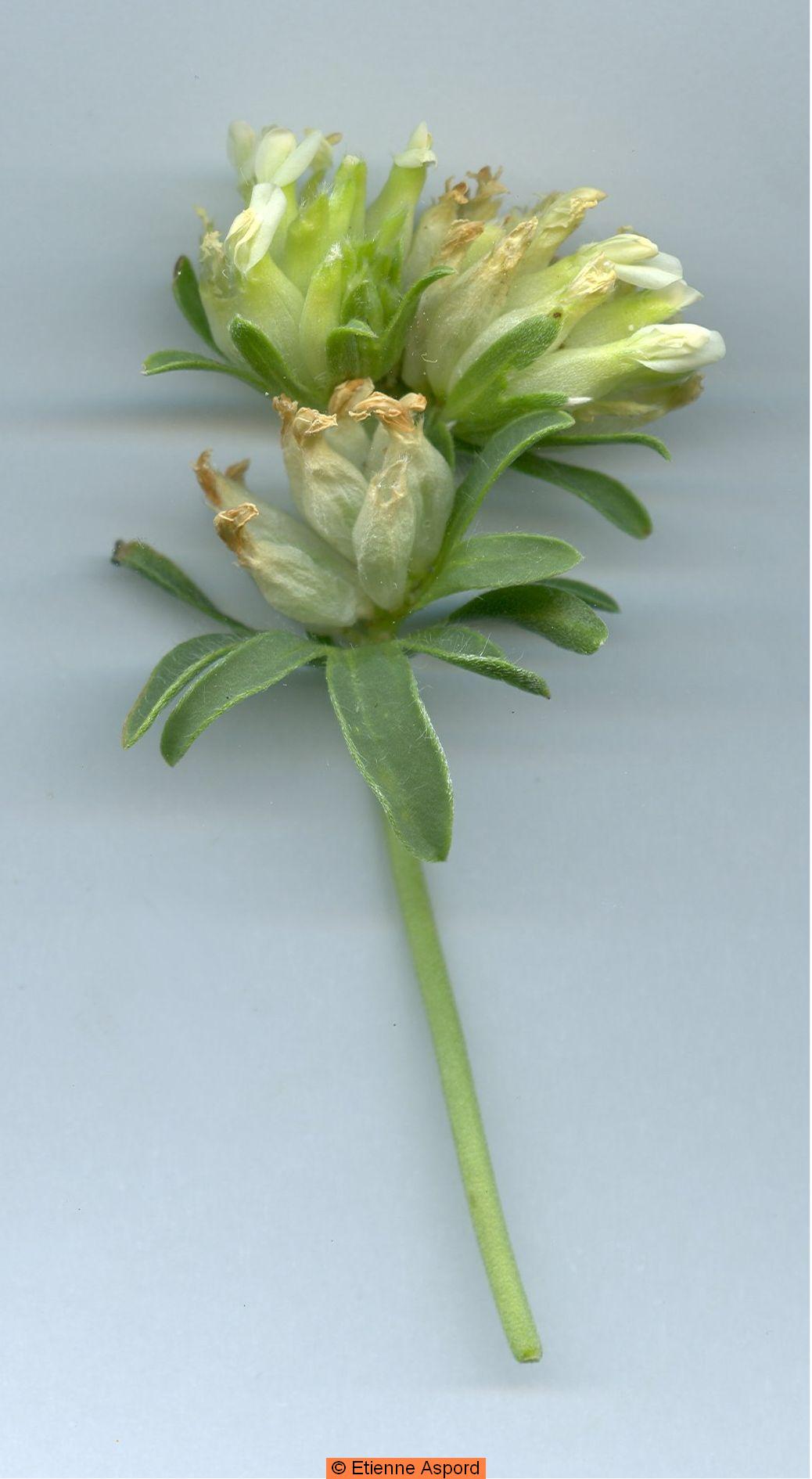 anthyllis vulneraria