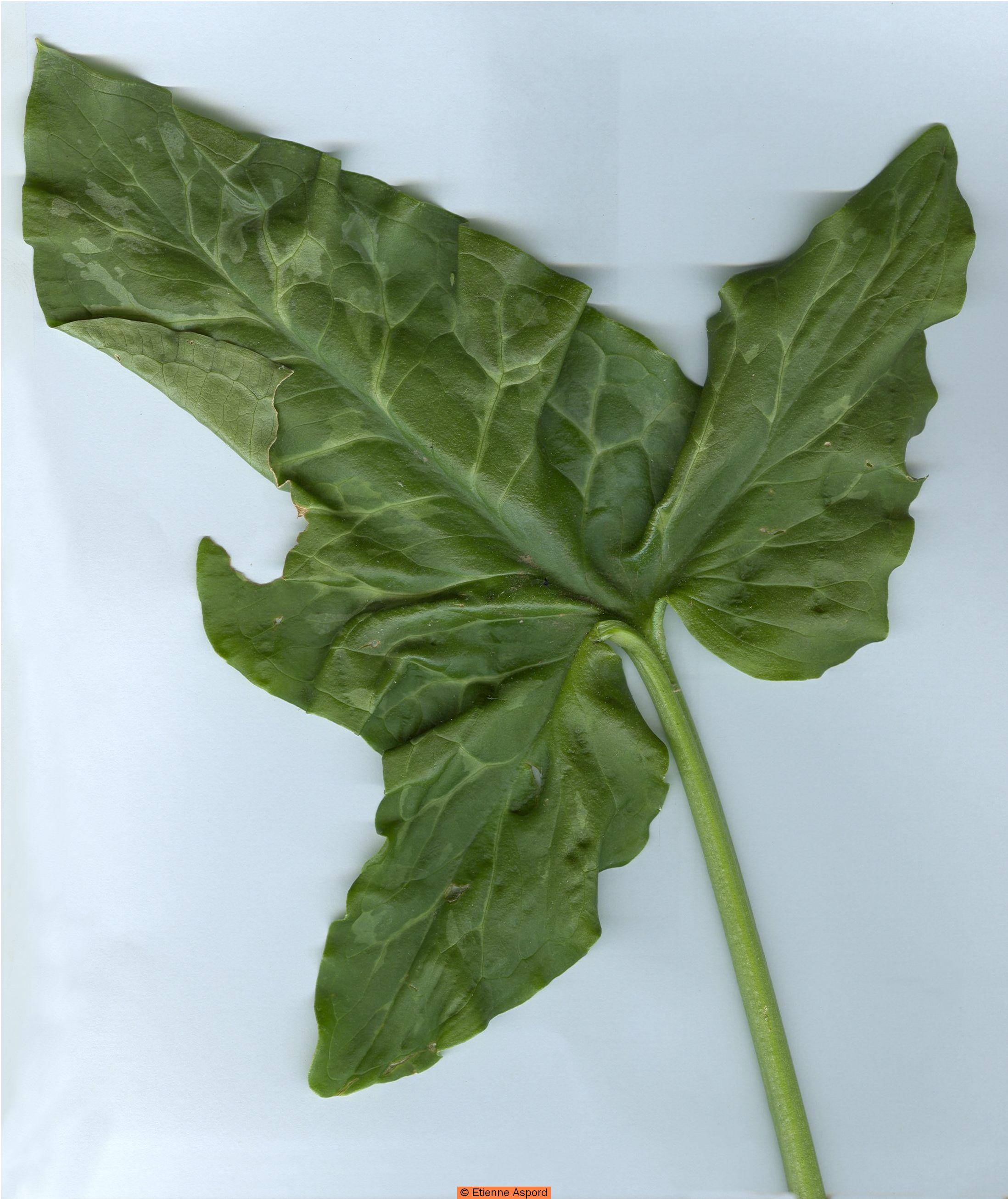 arum-italicum