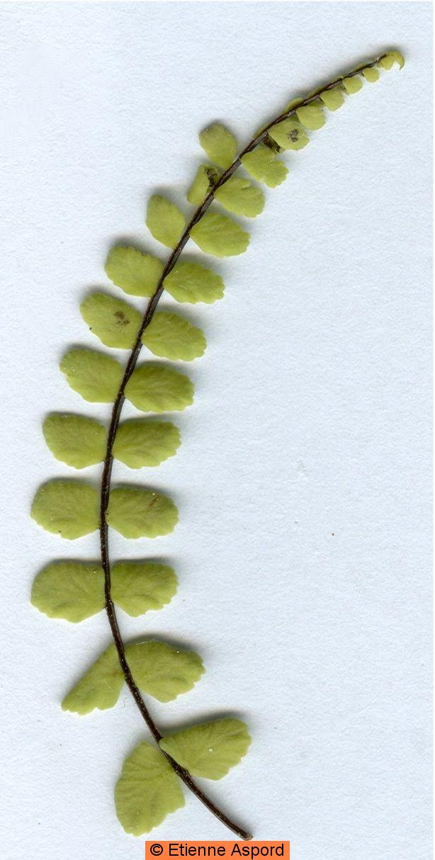 asplenium trichomanes