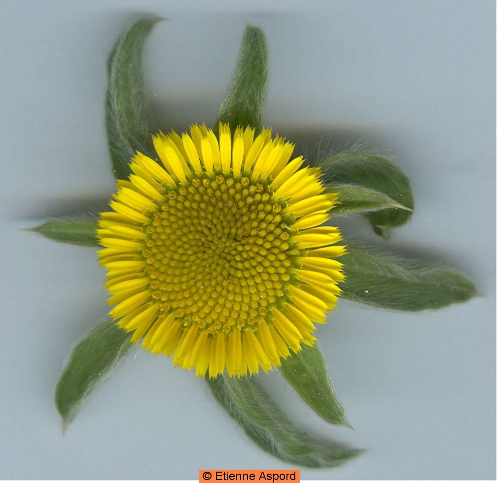 pallenis spinosa