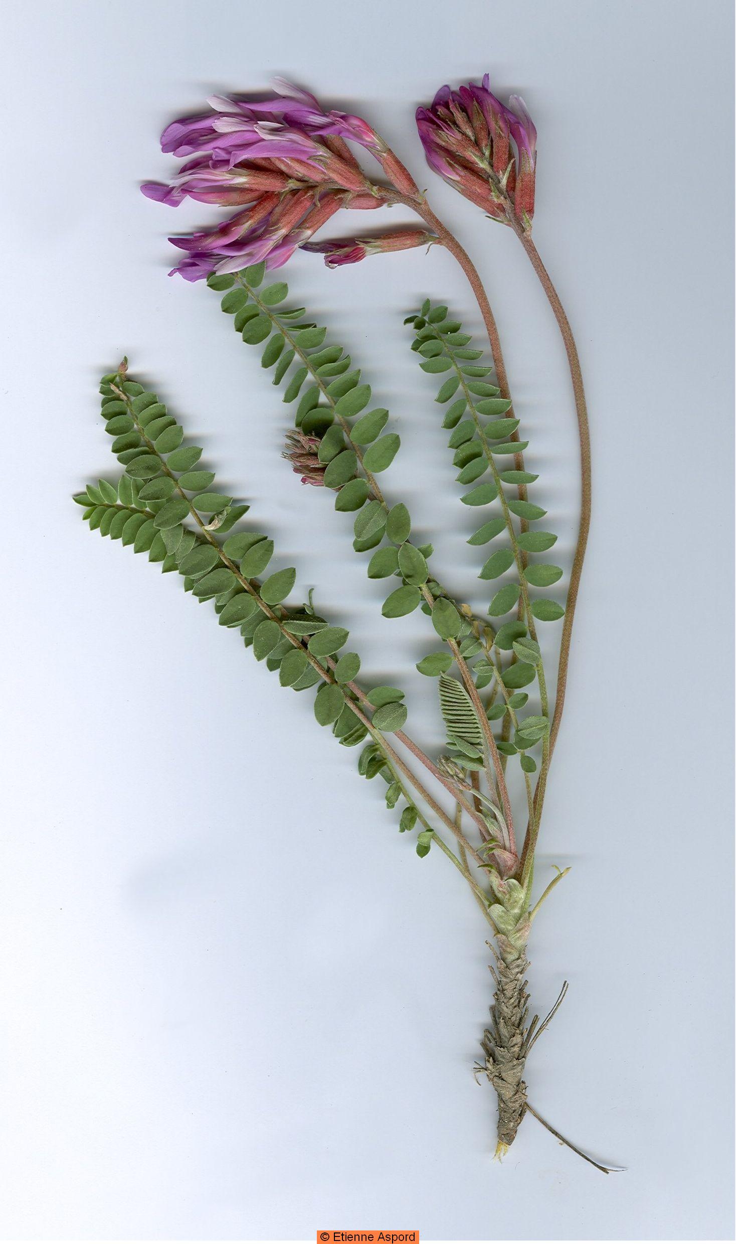 astragalus monspessulanus