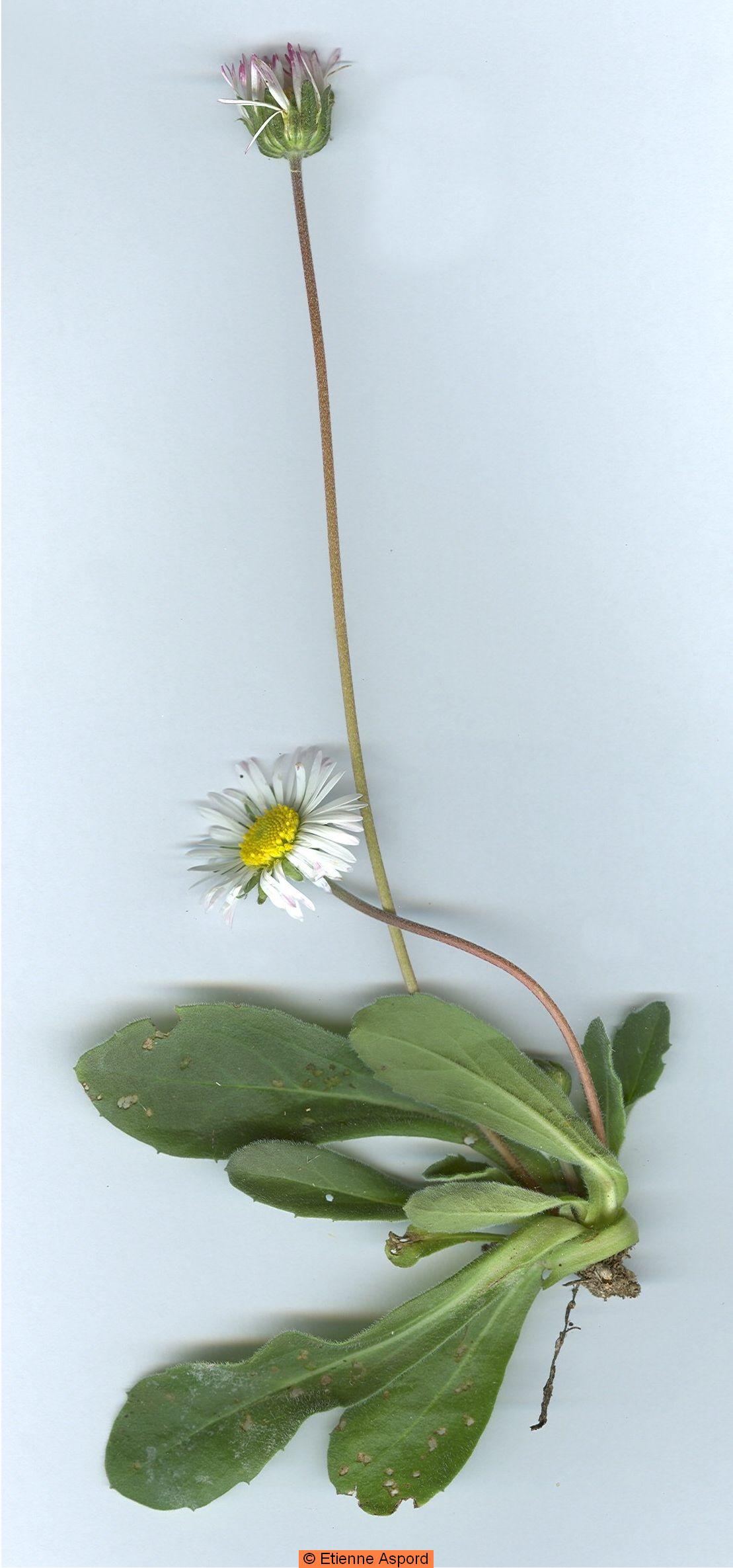 bellis sylvestris