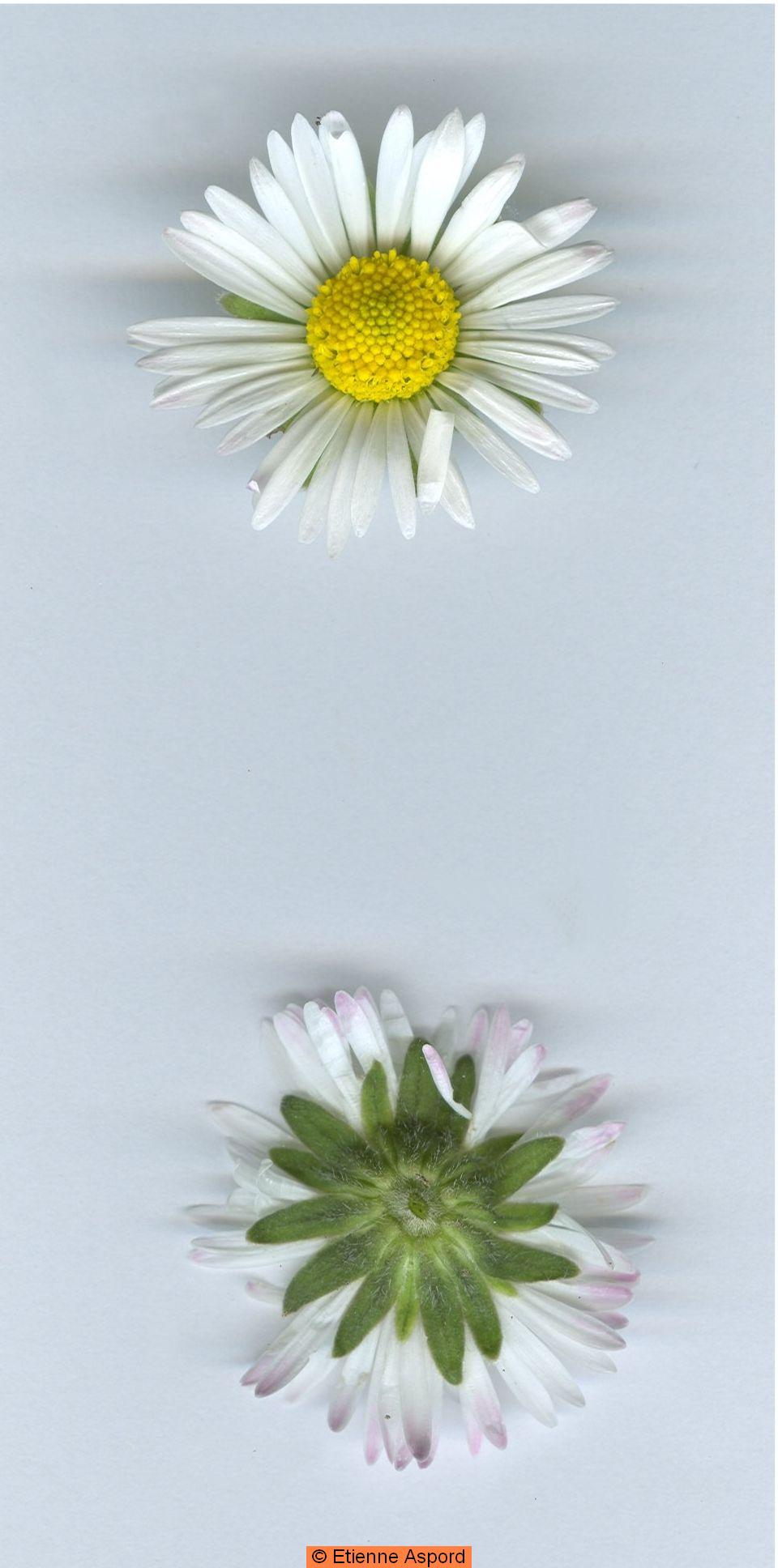 bellis sylvestris