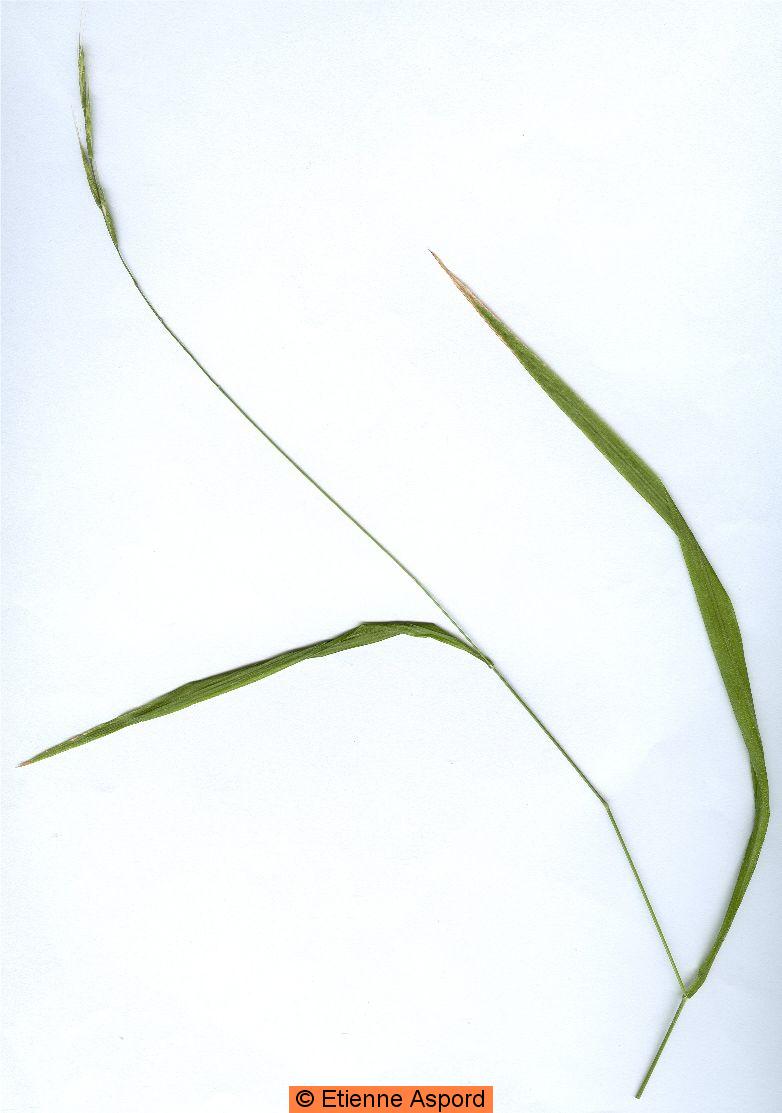 brachypodium sylvaticum