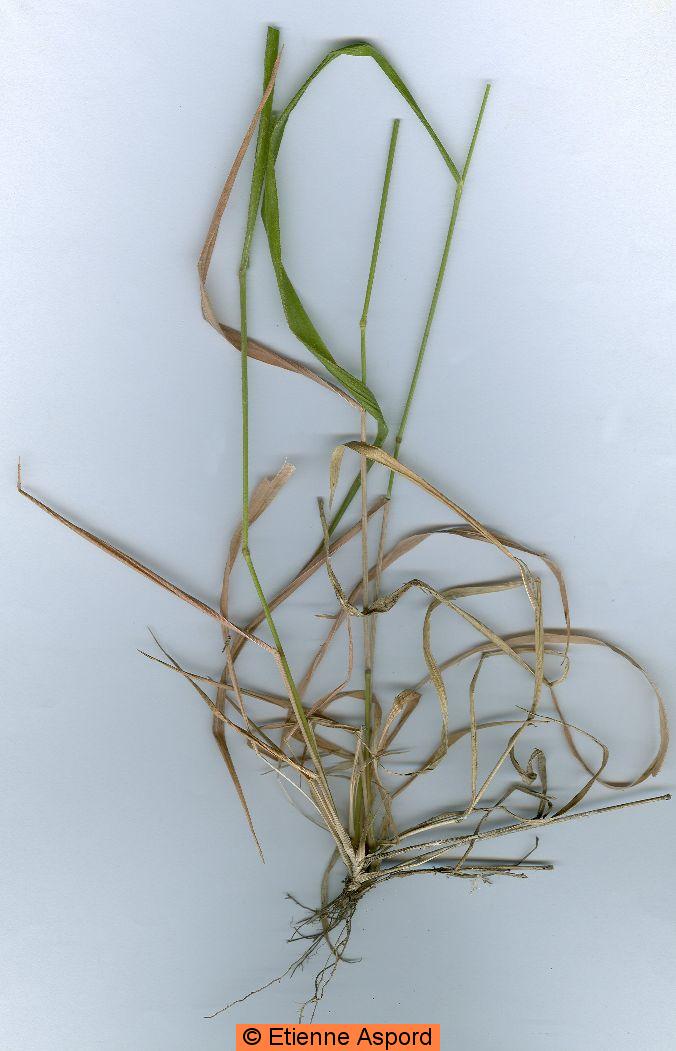 brachypodium sylvaticum