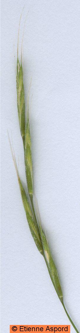 brachypodium sylvaticum