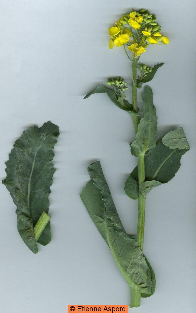 brassica napus