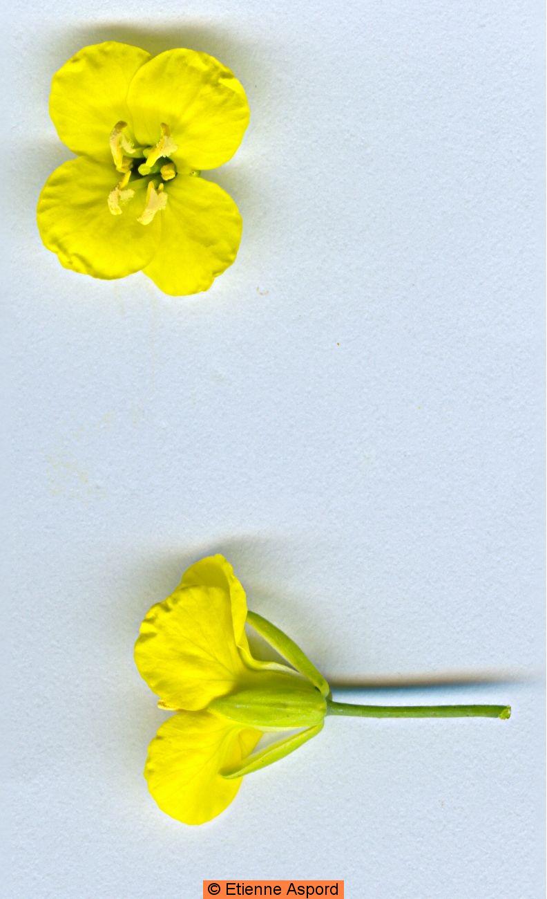 brassica napus