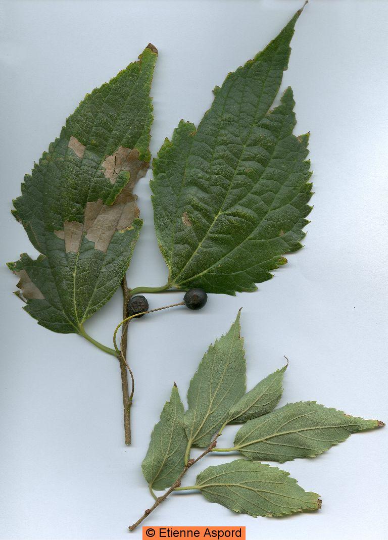 Celtis australisceltis australis