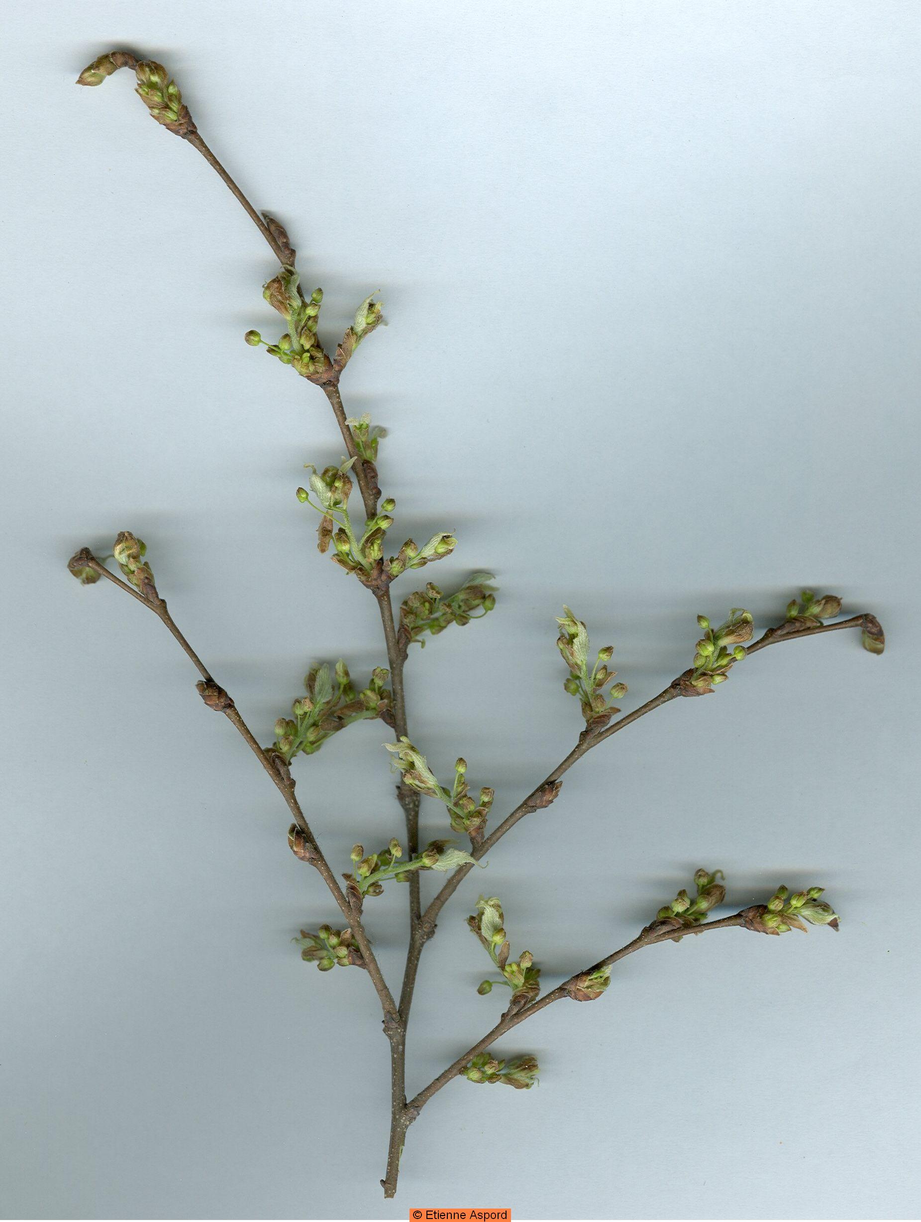 Celtis australisceltis australis