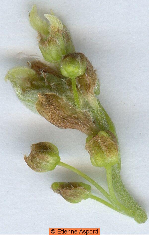 Celtis australisceltis australis