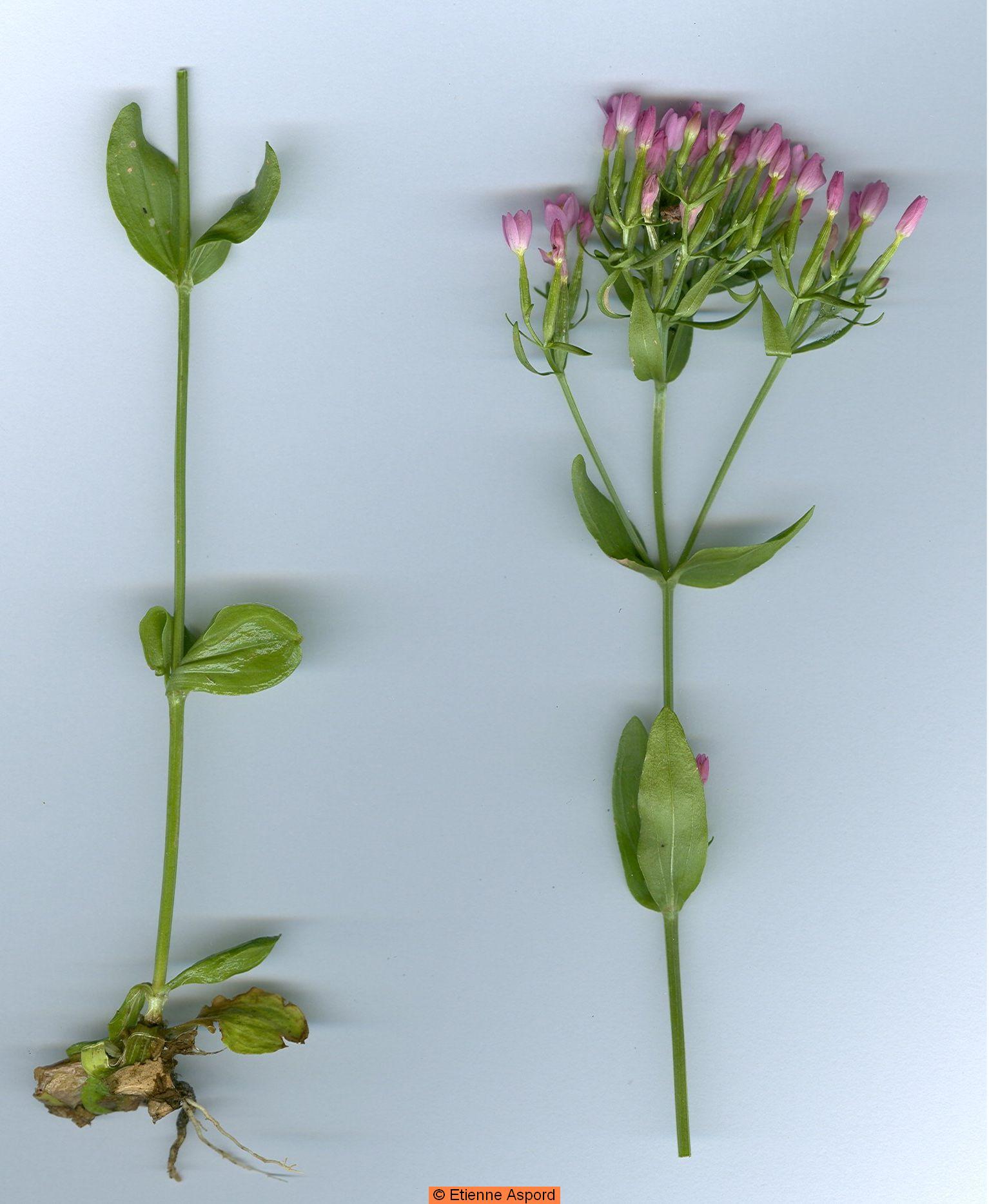centaurium erythraea