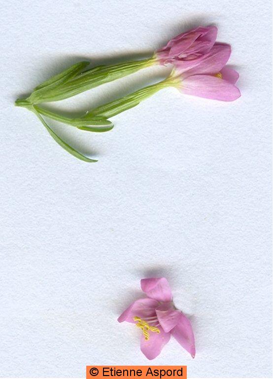centaurium erythraea