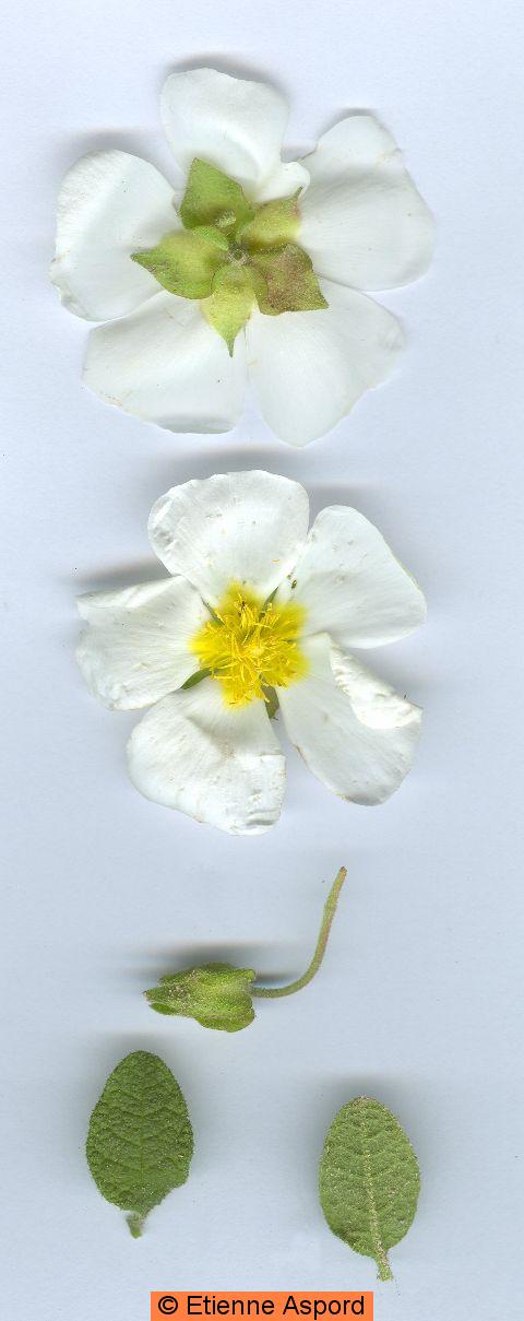 cistus salviifolius