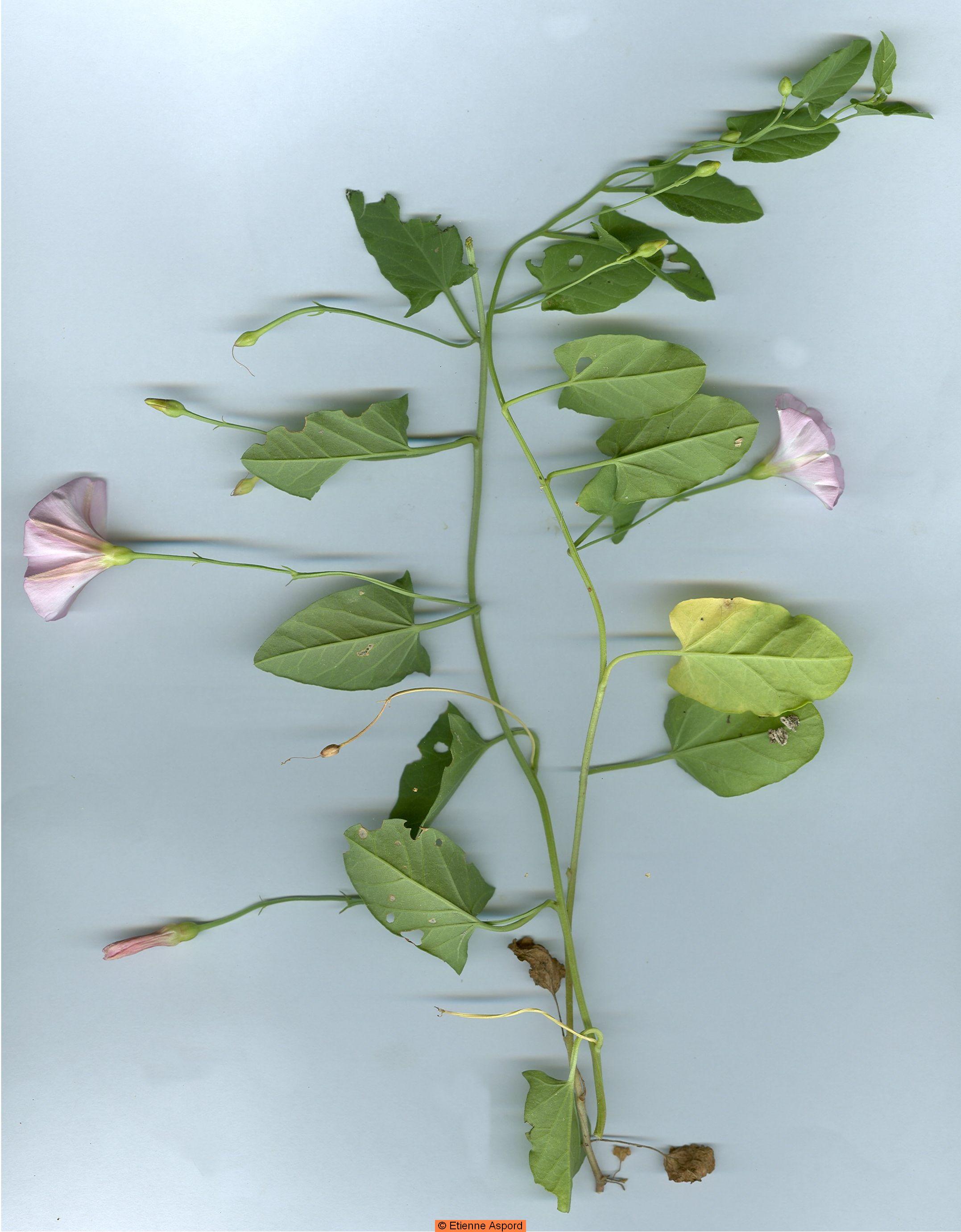 convolvulus arvensis