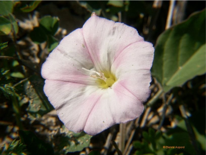 convolvulus arvensis