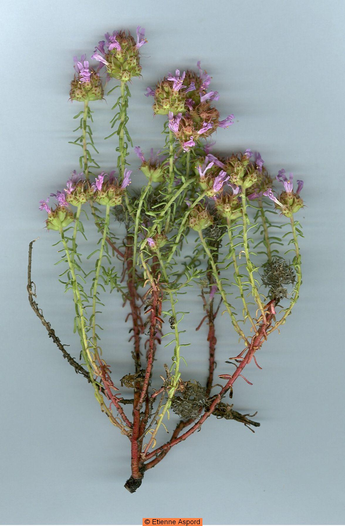 Coris monspeliensiscoris monspeliensis