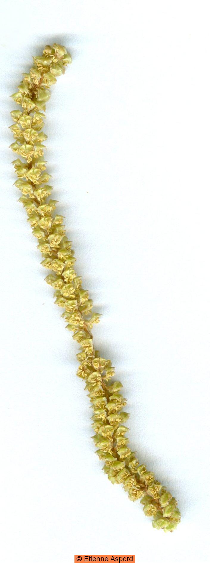 Corylus avellana