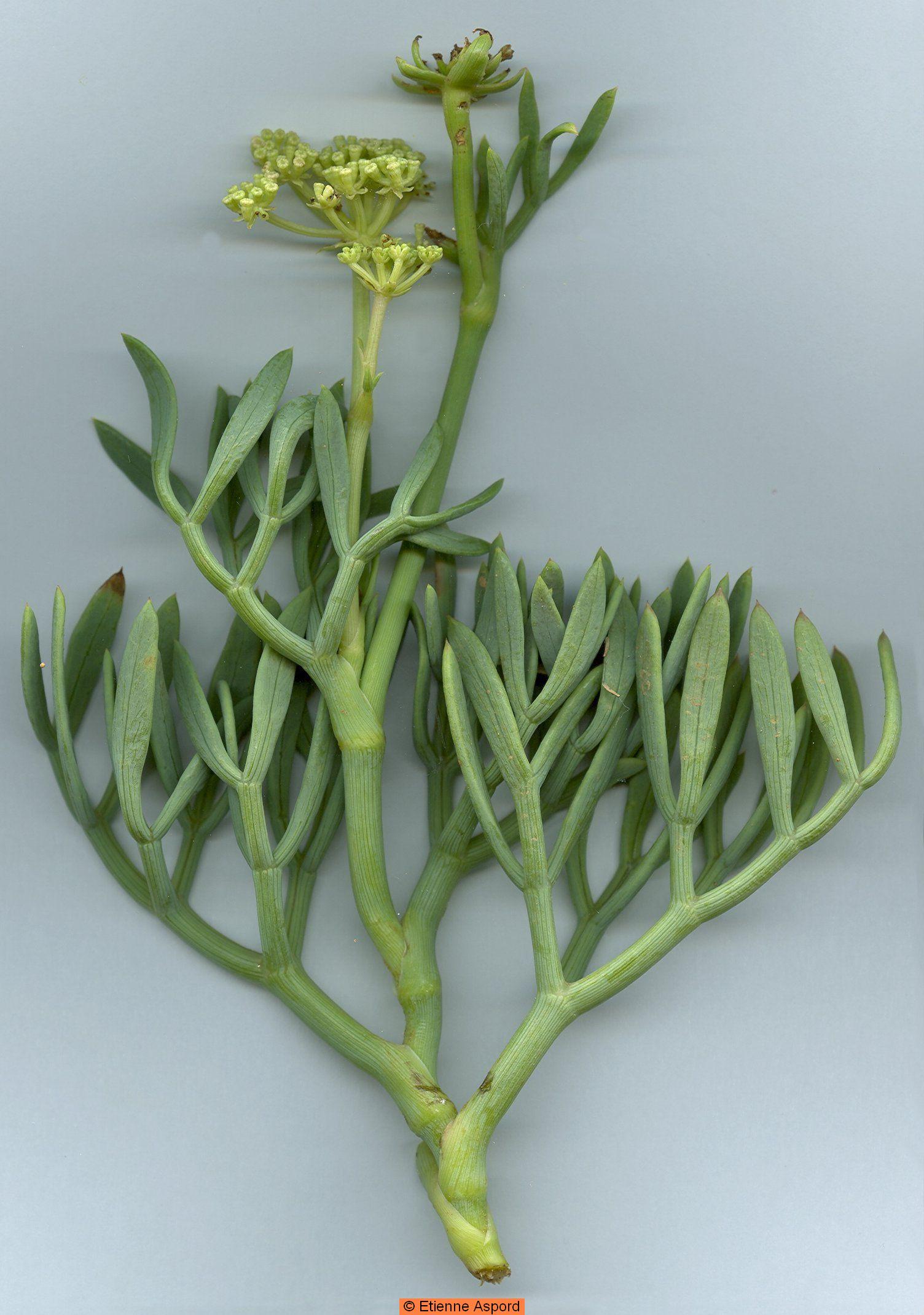 Crithmum maritimumcrithmum maritimum
