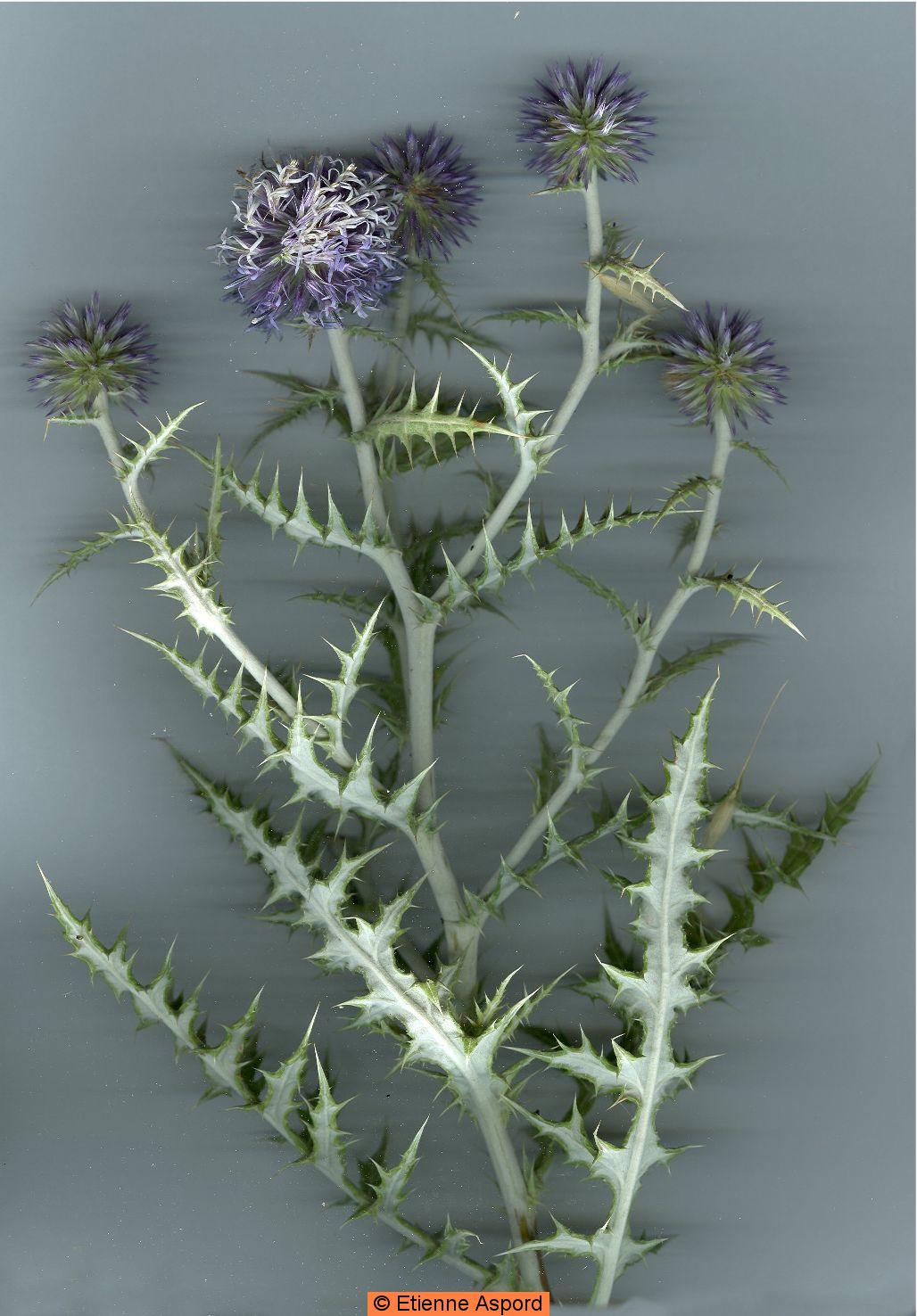 Echinops ritroechinops ritro