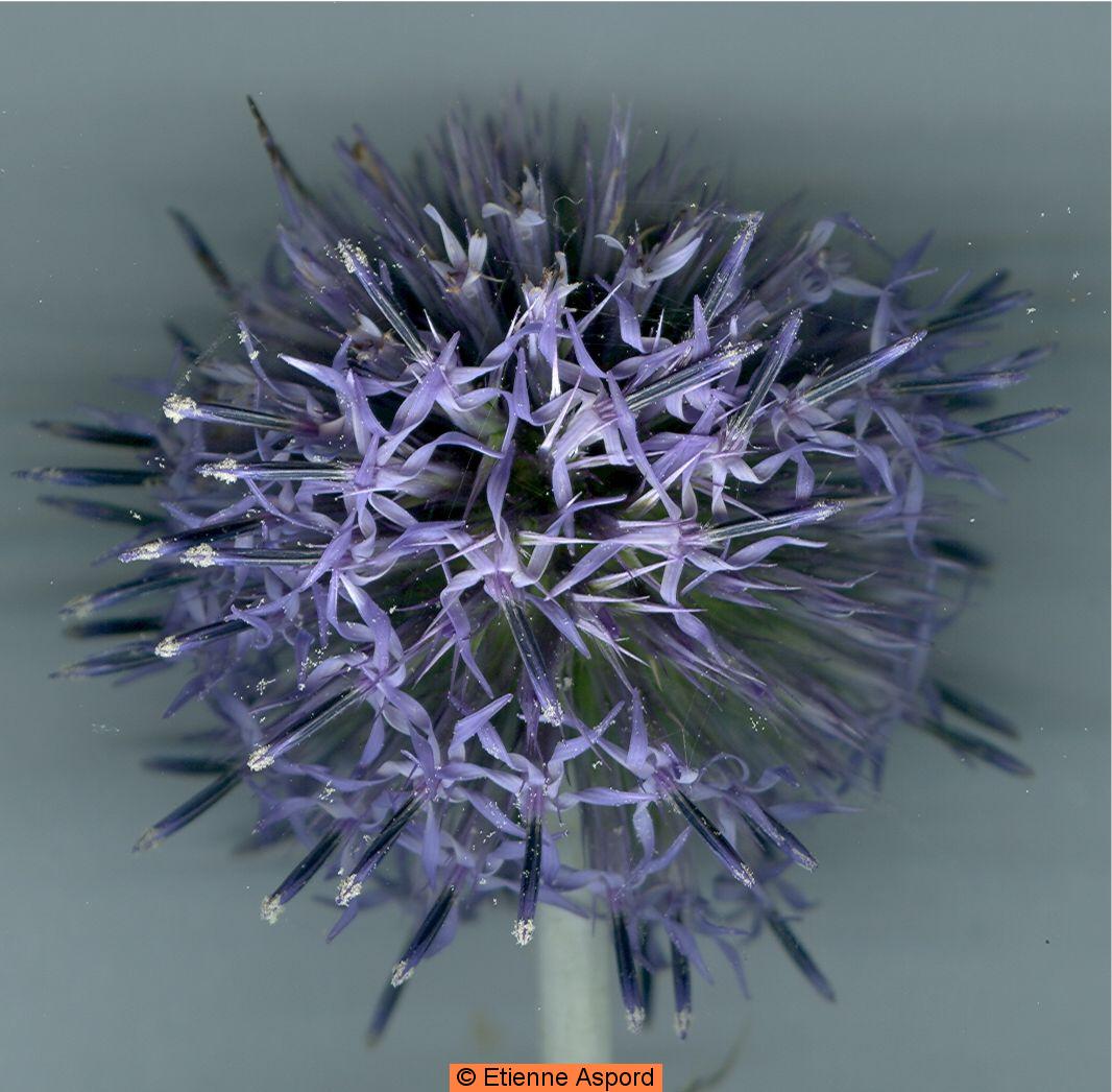 Echinops ritroechinops ritro