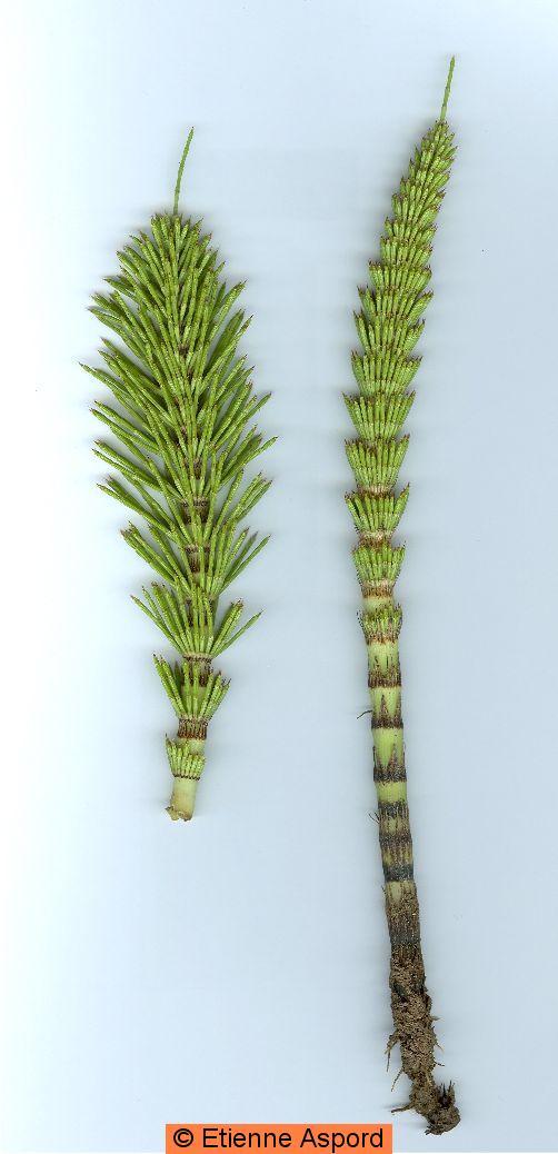 equisetum-telmateia