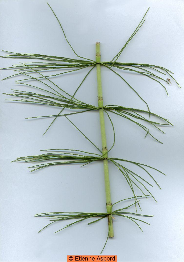 equisetum-telmateia