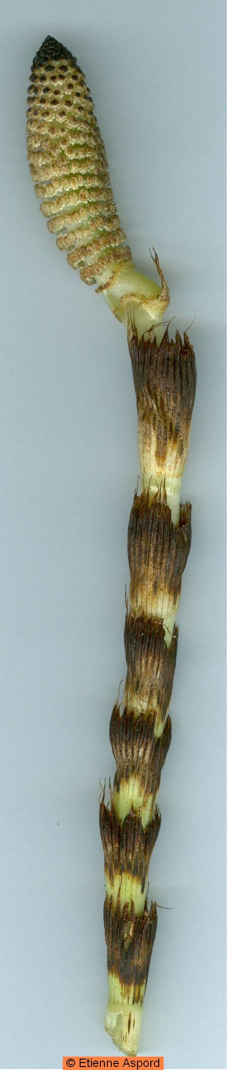 equisetum-telmateia