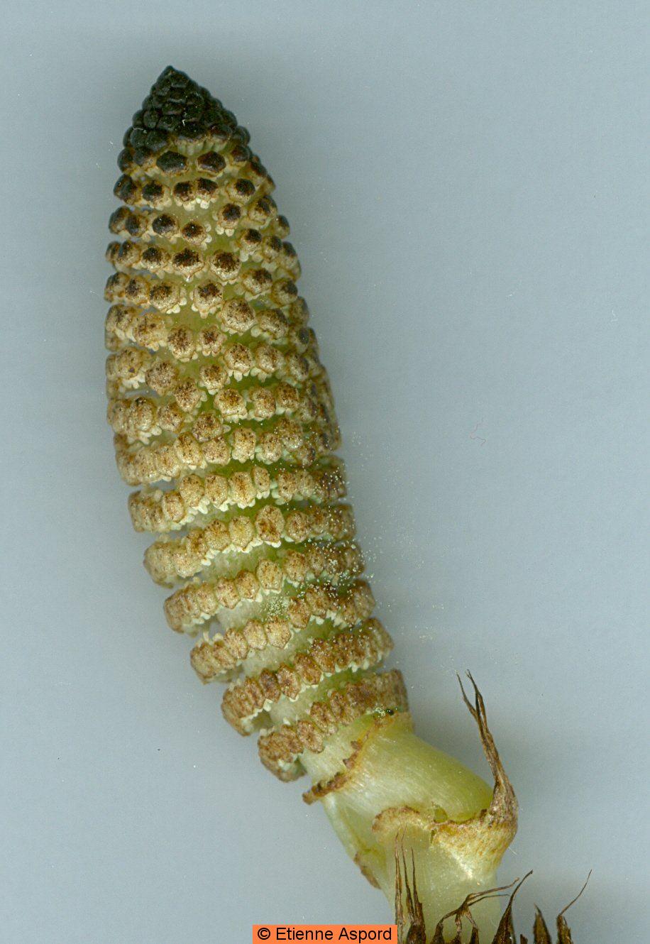 equisetum-telmateia