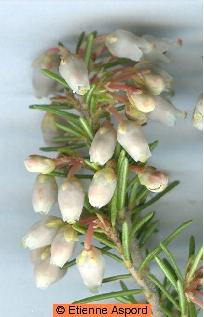 erica arborea