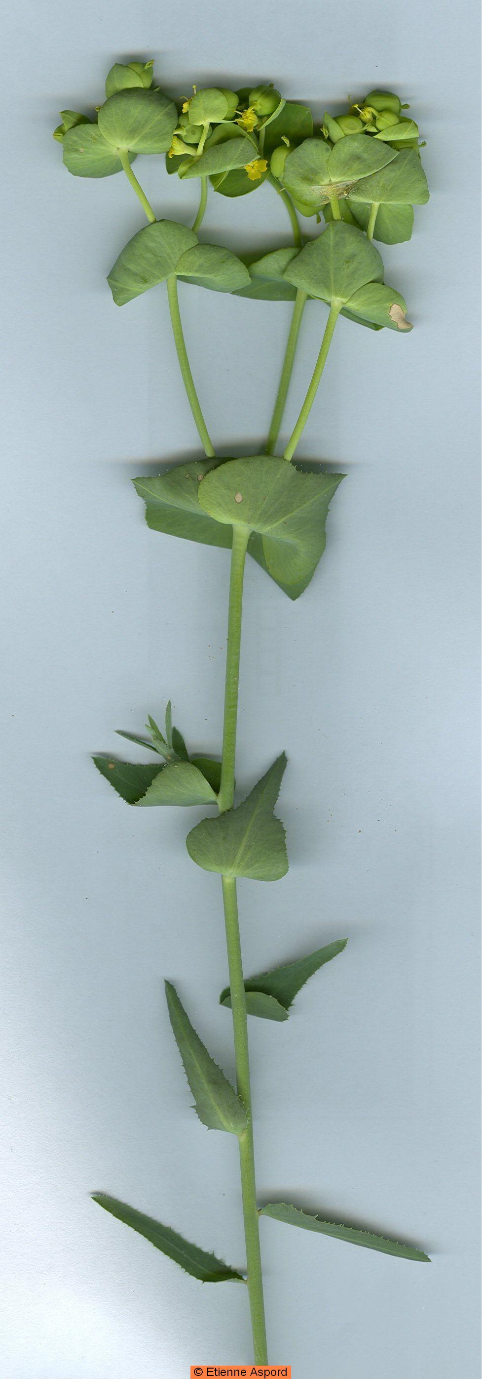 euphorbia serrata