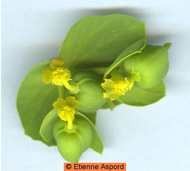 euphorbia serrata