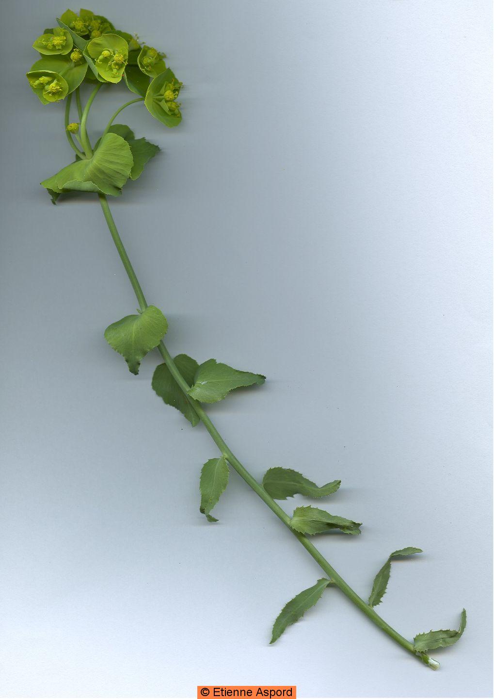 euphorbia serrata