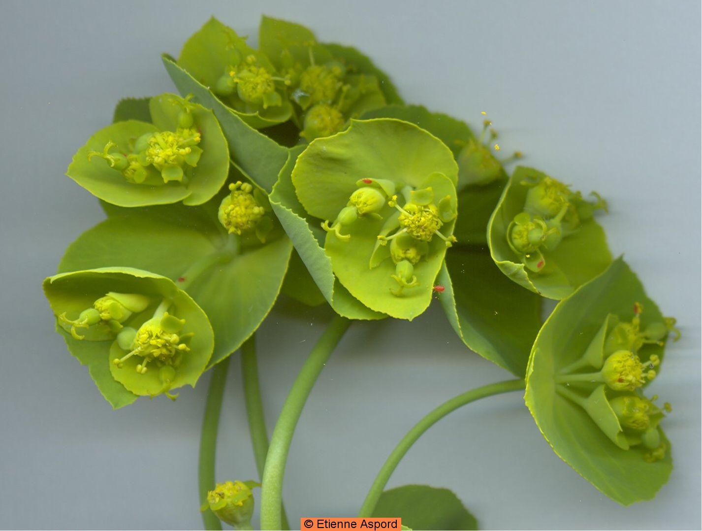 euphorbia serrata