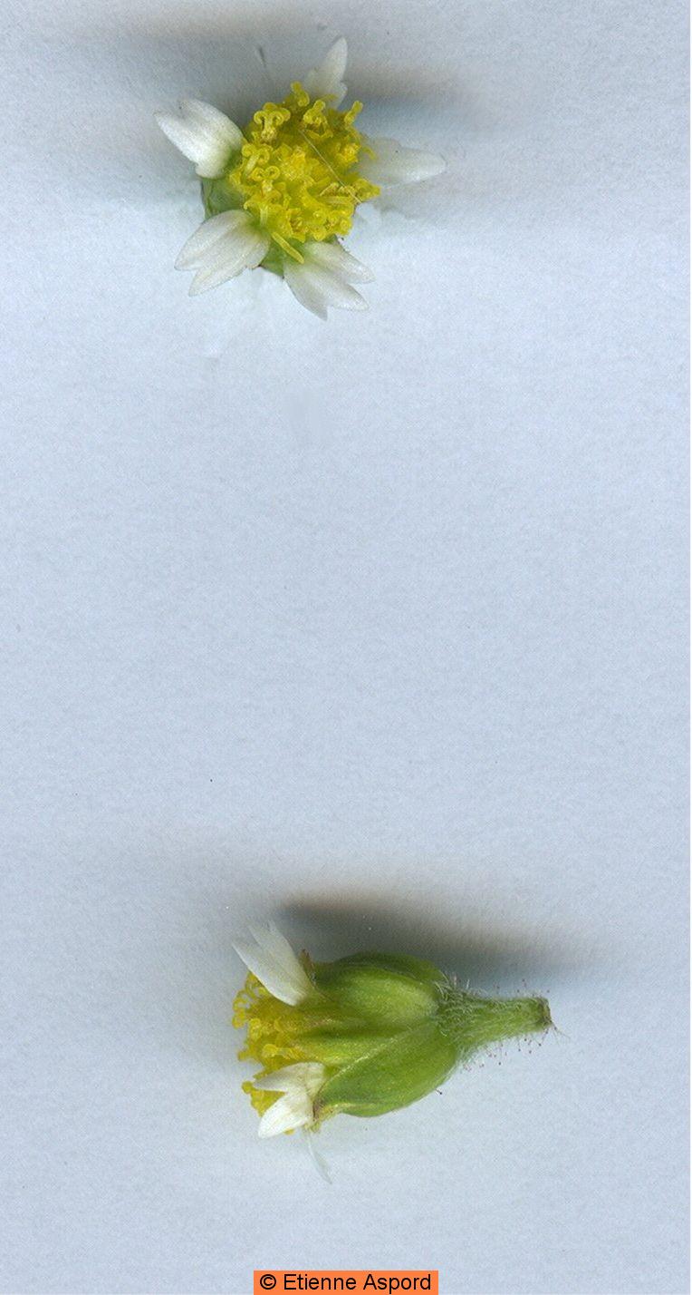 Galinsoga quadriradiata